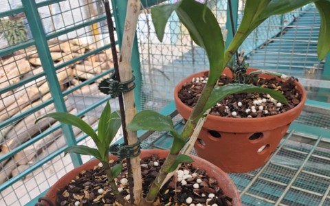 Công an nói chủ vườn lan đột biến ở Hà Nội không bỏ trốn